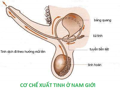 co che xuat tinh